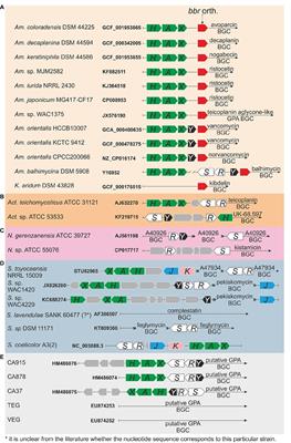 Glycopeptide Antibiotic Resistance Genes: Distribution and Function in the Producer Actinomycetes